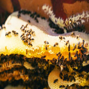 كيفية معرفة العسل المغشوش ؟